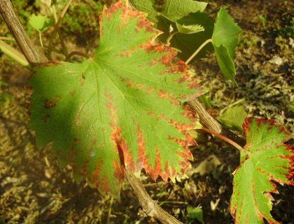 Что делать и почему желтеют и сохнут листья у винограда - фото