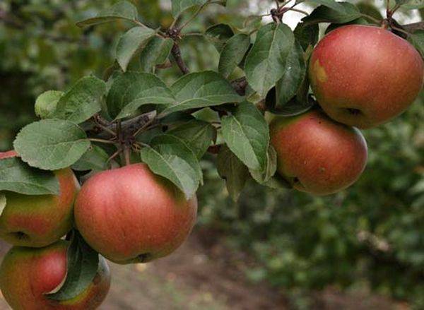 Что делать и почему любимая яблоня не плодоносит - фото