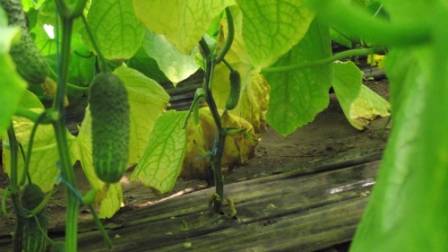 Когда и почему желтеют листья у огурцов - фото