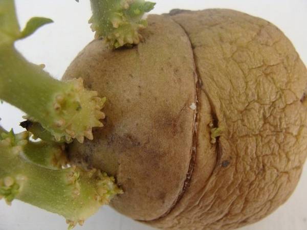 Подготовка картофеля к посадке и почвы под картофель - не сложна и для горожанина с фото