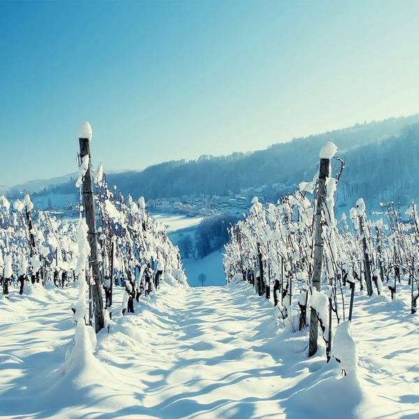 Подготовка винограда к зиме  как уберечь виноградник от суровых морозов? - фото