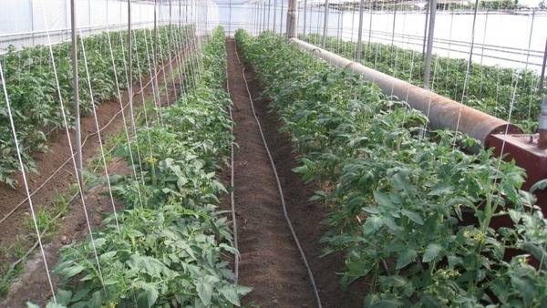 Подкормка томатов во время цветения в теплице: проверенные способы - фото