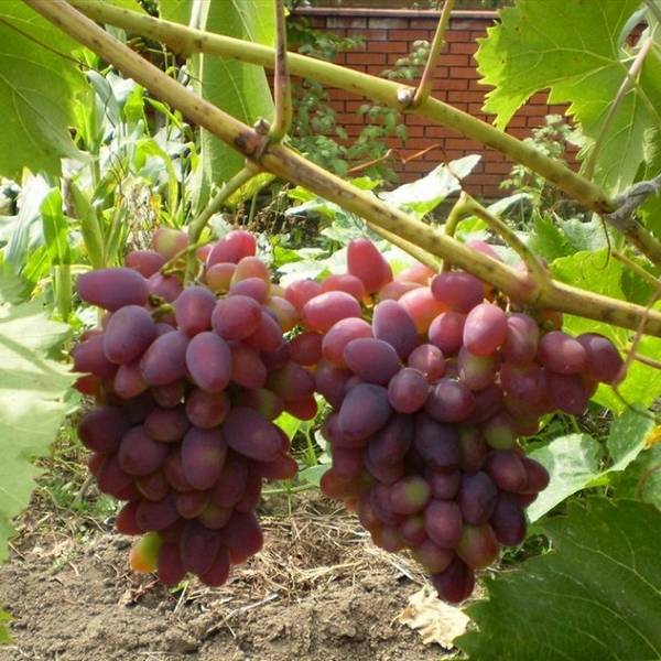 Подкормка винограда корневая и внекорневая — чем и как удобрять? с фото