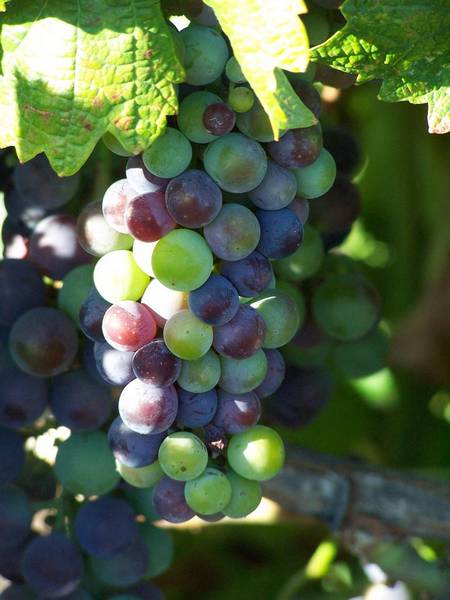 Какой должна быть подкормка винограда, чтобы получить богатый урожай - фото