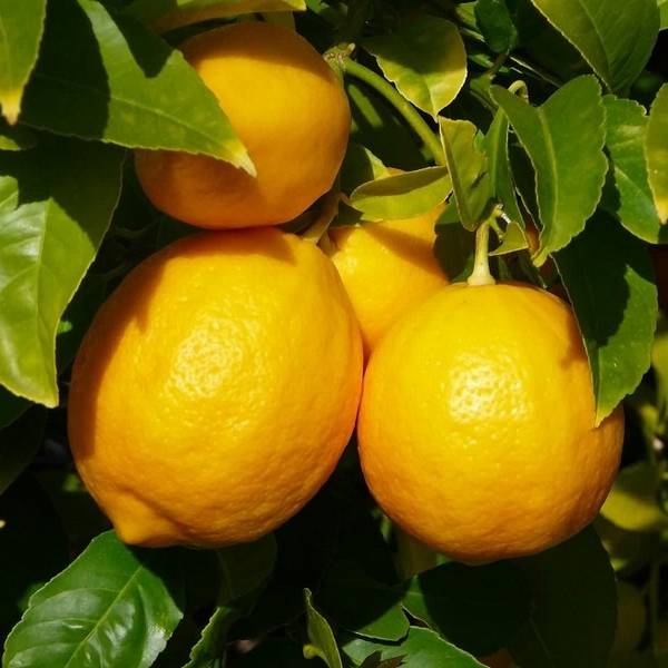 Как вырастить лимон из косточки и радовать себя домашним урожаем из лимончи ... - фото