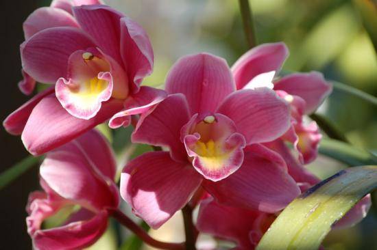 Полезные советы о том, что делать, если вянет орхидея с фото