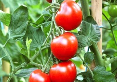 Разнообразие сортов помидоров для теплиц - фото