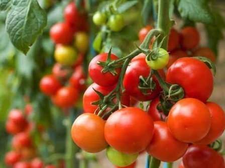 Как выбрать помидоры для теплицы - фото