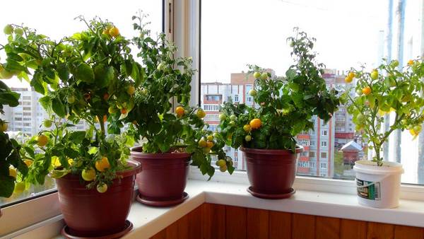 Выращиваем помидоры на балконе: пошаговая инструкция - фото