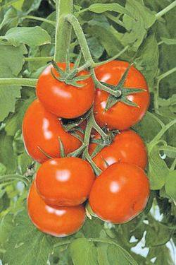 Самые вкусные и урожайные помидоры низкорослых сортов - фото