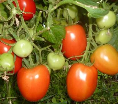 Отзывы тех, кто сажал томат Столыпин, описание (фото) и выращивание - фото