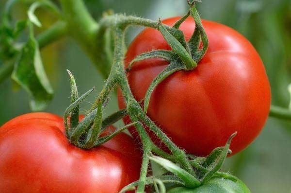 Технология выращивания помидоров в открытом грунте - фото