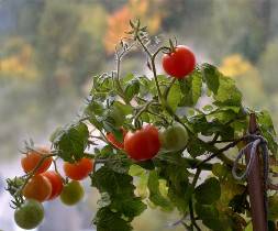Основные проблемы при выращивании тепличных помидоров с фото