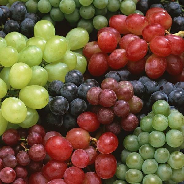 Выращиваем саженцы винограда с умом, экономим время и деньги с фото