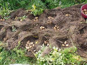 Посадка картофеля на Урале с фото