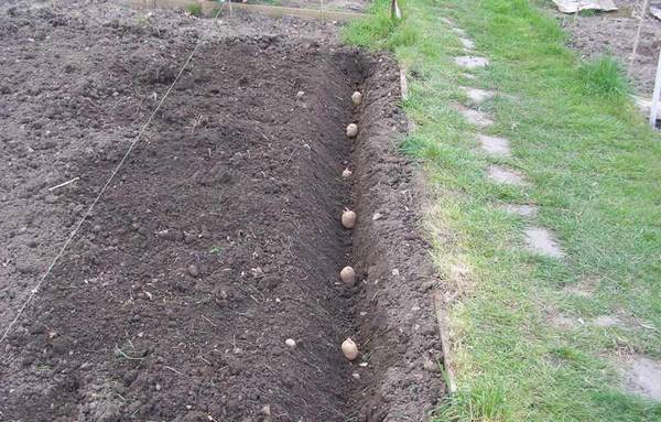 Метод посадки картофеля по Митлайдеру - фото