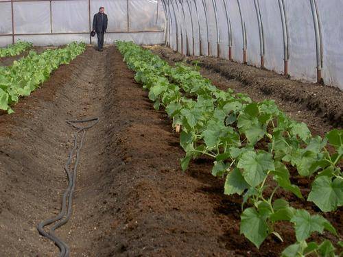 Посадка огурцов в теплице - простые правила обеспечат хороший урожай - фото