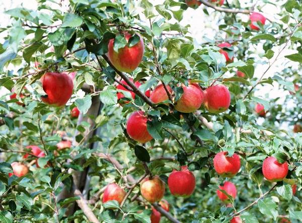 Посадка яблони осенью в Подмосковье: советы новичкам - фото