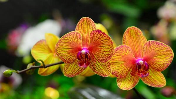 Нюансы пересадки орхидеи Фаленопсис - фото