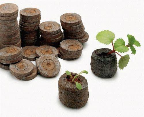 Правильное выращивание рассады в торфяных таблетках с фото