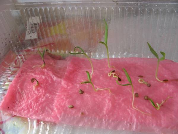 Проращивание семян огурцов — первый шаг к доброму урожаю - фото