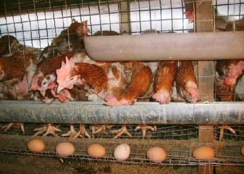 Птицеводство: что сделать для того, чтобы куры зимой несли яйца? - фото