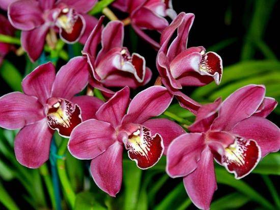 Рассказ про орхидею: особенности посадки и выращивания цветка - фото