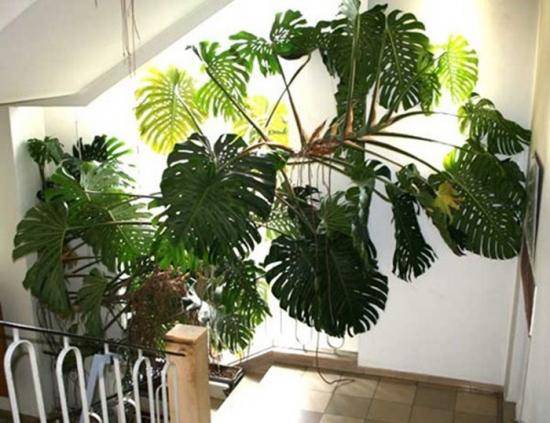 Растения которые нельзя держать дома, а также полезные для дома растения - фото