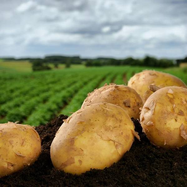 Эффективные и нестандартные способы выращивания картофеля - фото