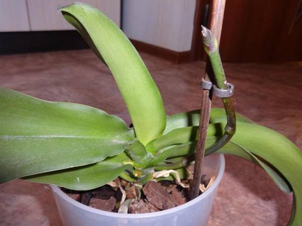 Все способы размножения орхидеи Фаленопсис в домашних условиях - фото