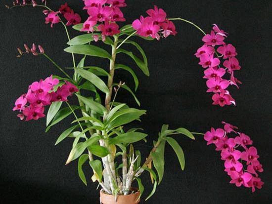 Разновидность орхидей дендробиум: описание растения и условия для выращиван ... - фото
