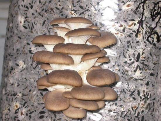 Разведение грибов в домашних условиях, преимущества и сложности - фото