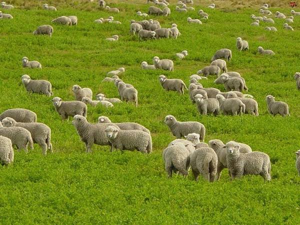 Эффективное разведение и выращивание овец в домашних условиях с фото