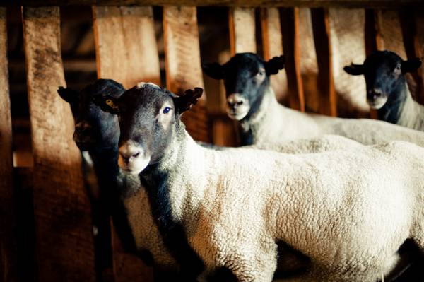 Овцы романовской породы как самый лучший вариант для начинающих овцеводов с фото