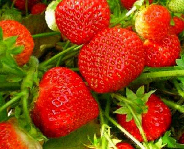 Чудо-ягода: садовая земляника Машенька - фото