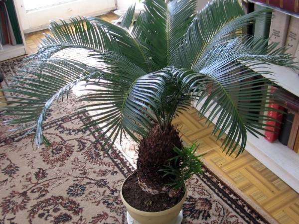 Выращиваем дома саговую пальму цикас - фото