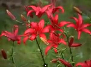 Самый предпочитаемый дачный цветок - лилия с фото