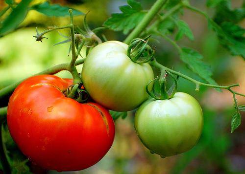 Секреты выращивания помидоров в домашних условиях - фото