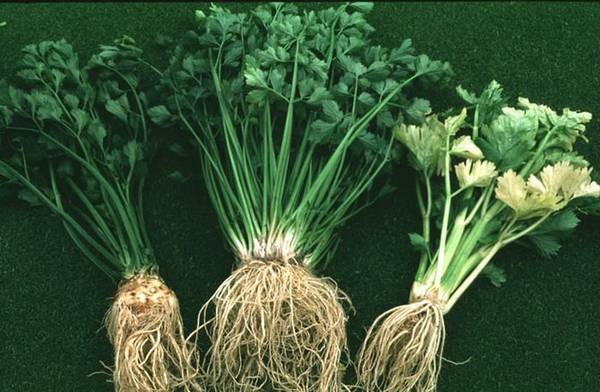 Сельдерей корневой, стеблевой и листовой  лучшие сорта «травы здоровья» с фото
