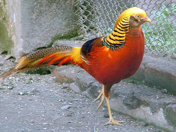 Золотой фазан и другие породы экзотической птицы декоративного и мясного направления с фото