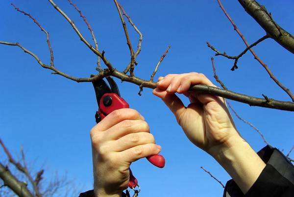 Особенности обрезки вишни: технологии и правила - фото