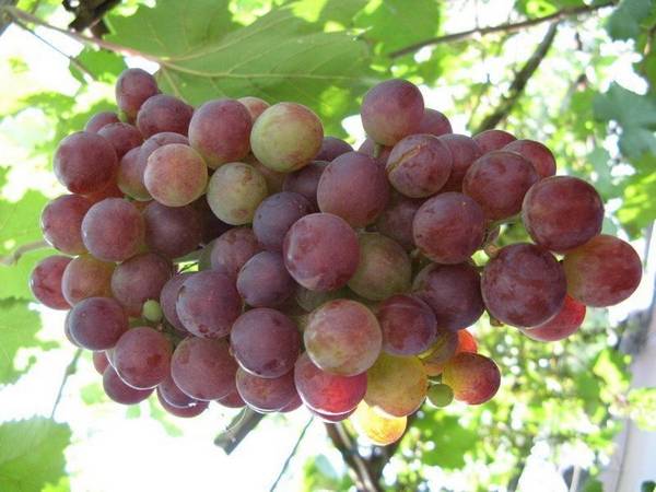 Виноград  полезные свойства ароматной ягоды и особенности применения - фото
