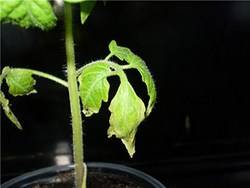 Как спасти урожай: что делать, если сохнут листья томатов с фото
