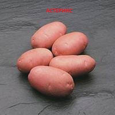Сорт картофеля Астерикс с фото