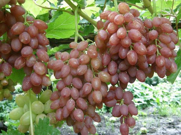 Виноград кишмиш лучистый - лучший бессемянный сорт - фото