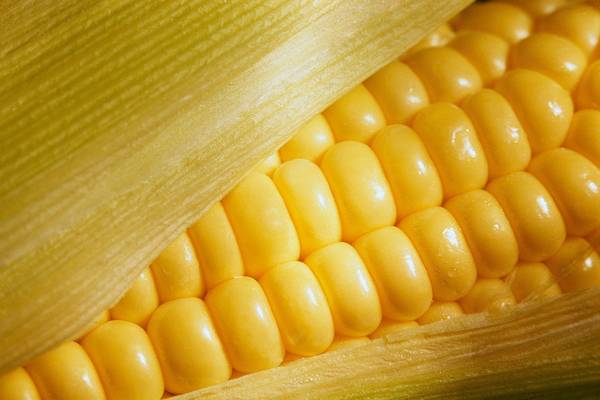 Сорта кукурузы — выбираем наиболее урожайные и вкусные с фото