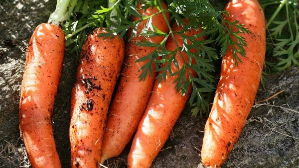 Подходящие сорта моркови для зимнего хранения с фото