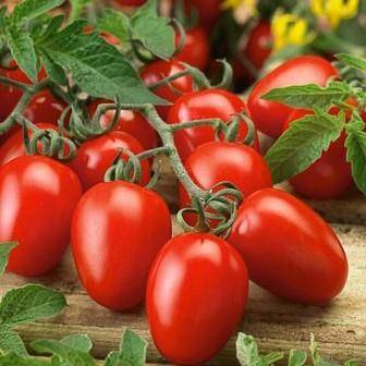 Лучшие сорта помидоров для открытого грунта и теплицы - фото
