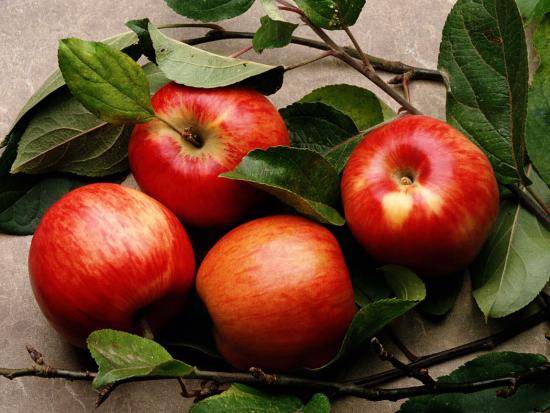 Сорта сладких яблок различного срока созревания - фото