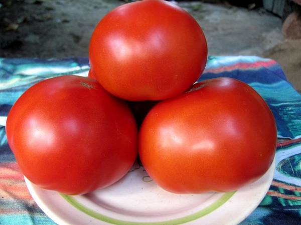 Сорта томатов для Ленинградской области: особенности выращивания в теплице - фото